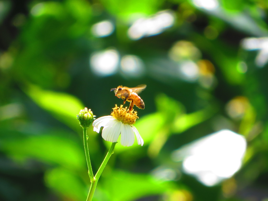 花と蜂