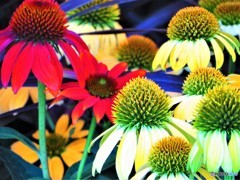 夏色の花