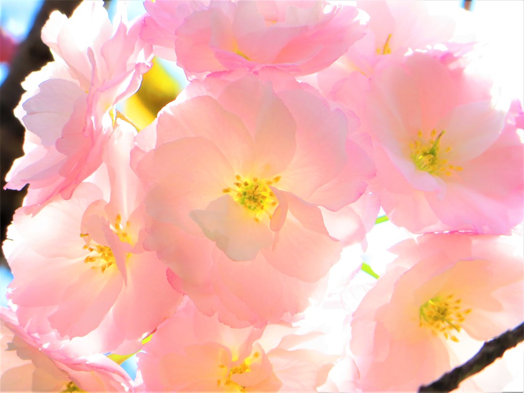 桜　八重