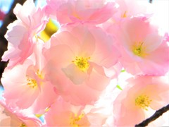 桜　八重