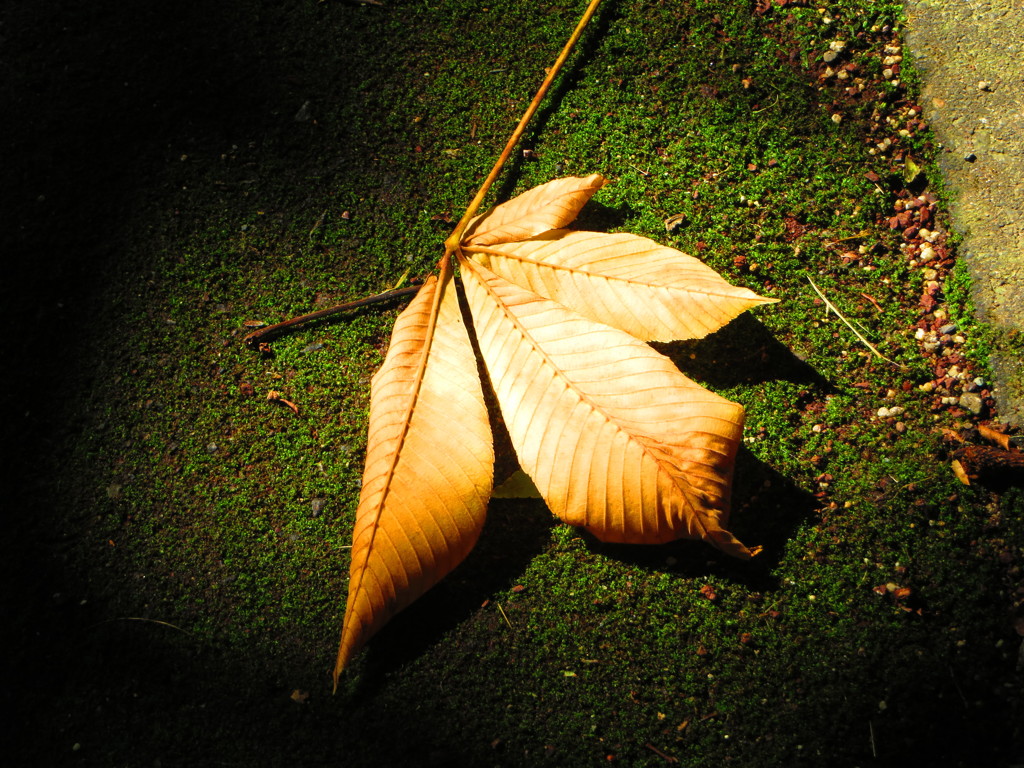 落ち葉