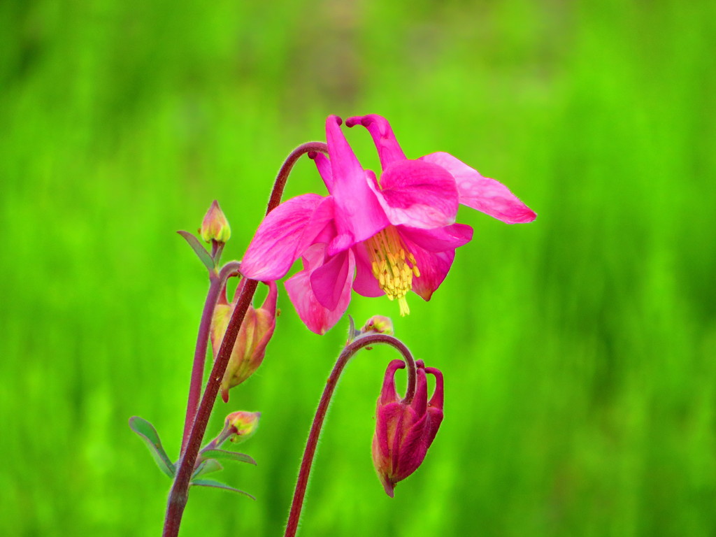 鮮やかな色・春の色