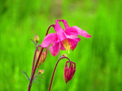 鮮やかな色・春の色