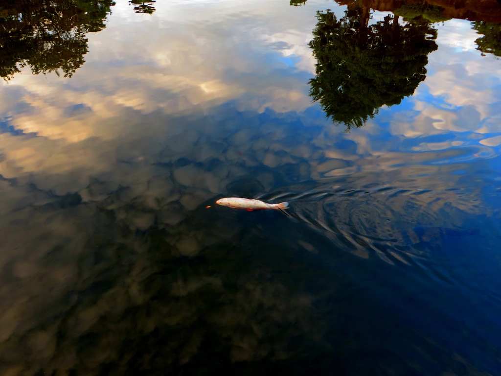 水面に写る風景