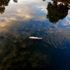 水面に写る風景