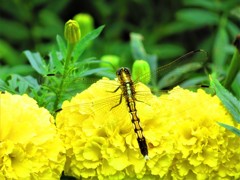 夏の思い出　麦わら蜻蛉