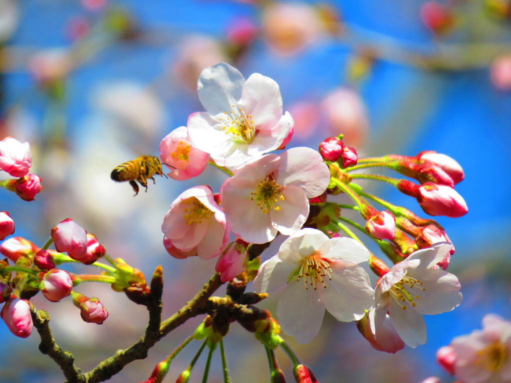 桜と蜜蜂