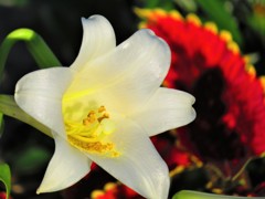 沖縄で見た白い花