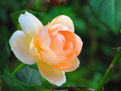 秋色　薔薇５
