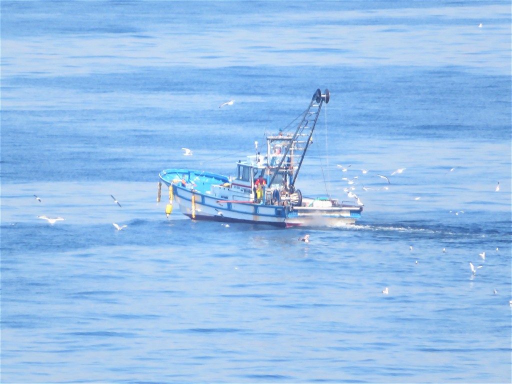 東京湾　漁師とカモメ