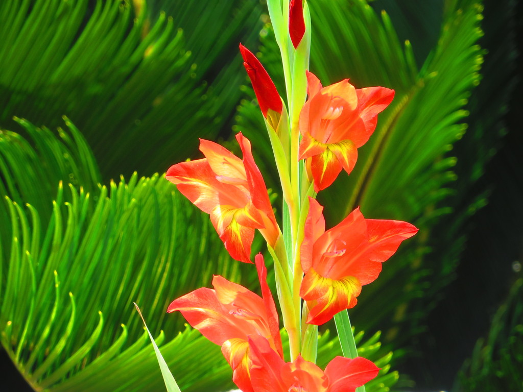 沖縄で見た赤い花２１ By かずかずｚｏｒｇ Id 写真共有サイト Photohito