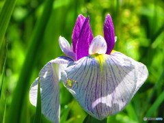 花菖蒲
