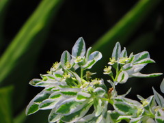 夏の花　７