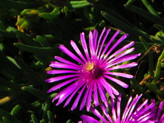 ピンク色に輝く花
