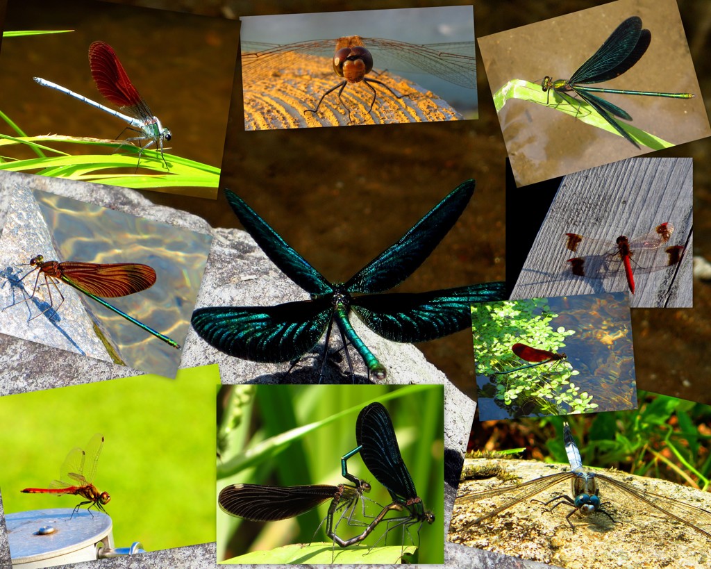 Dragonfly
