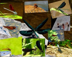 Dragonfly