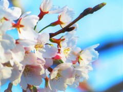 sakura 7