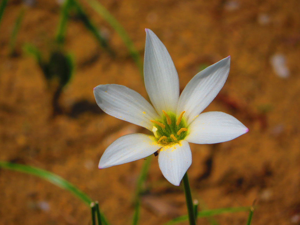夏の思い出　白い花