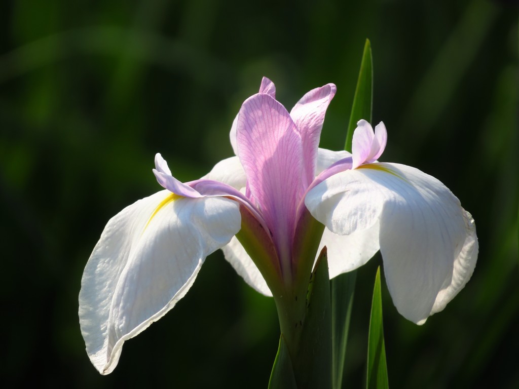 花菖蒲