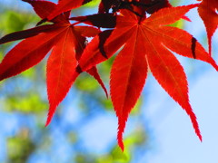 赤い葉