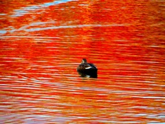 紅葉が映る水面