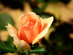 秋色　薔薇２