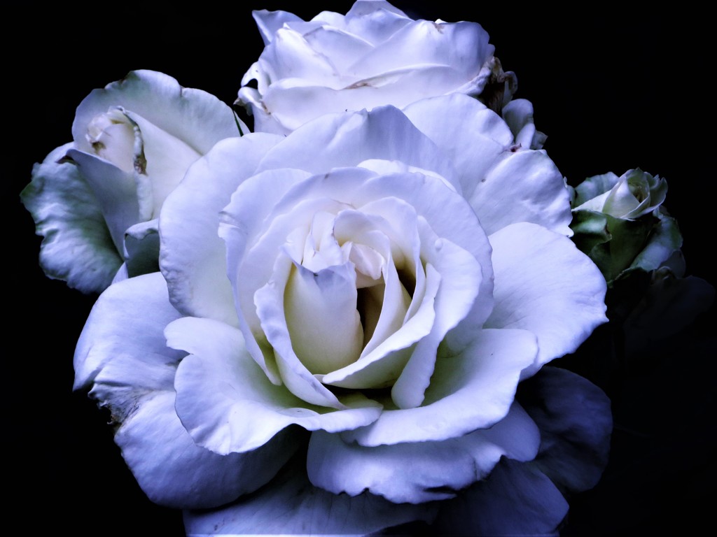 薔薇　冷たい色