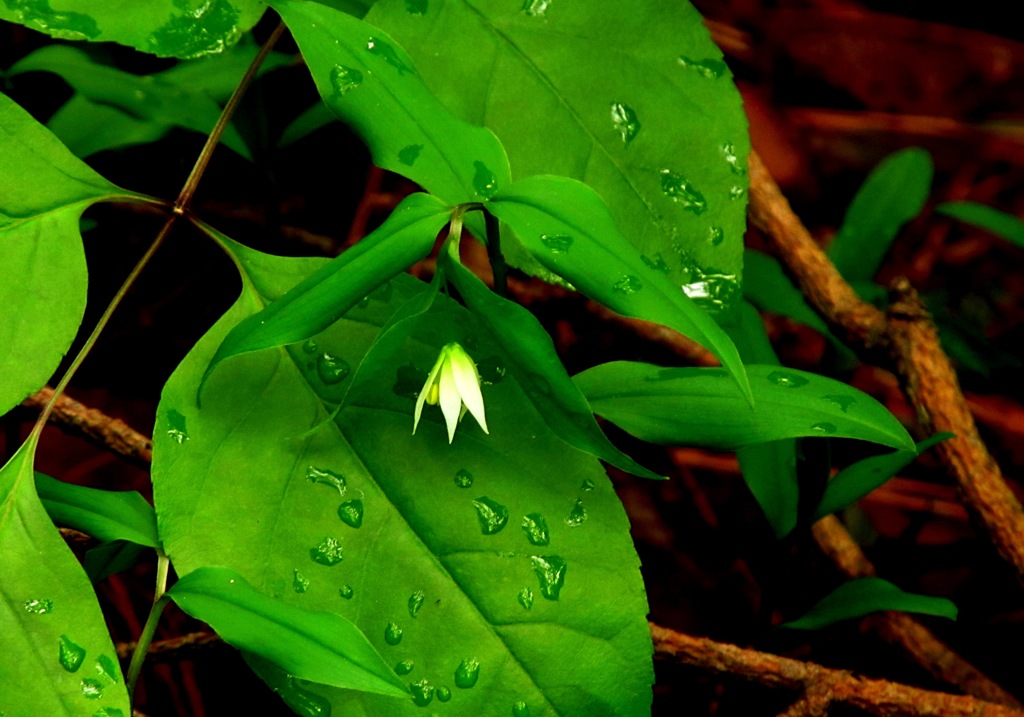 木洩れ日の中あなたは輝いて見えた