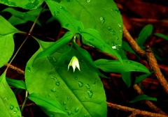 木洩れ日の中あなたは輝いて見えた