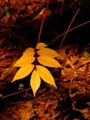 黄葉