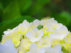 アジサイ　白