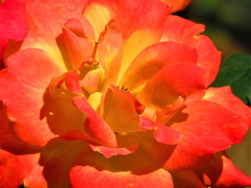 情熱的な色のバラ