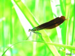 カワトンボ２