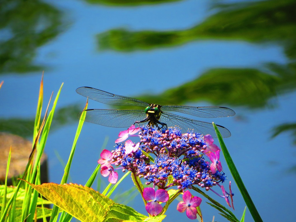 とんぼのメガネは青いろめがね