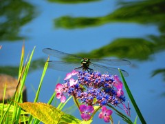 とんぼのメガネは青いろめがね