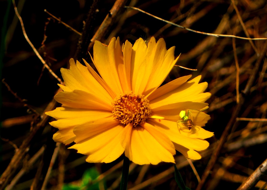 きれいな花の上で起こった事件