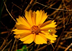 きれいな花の上で起こった事件