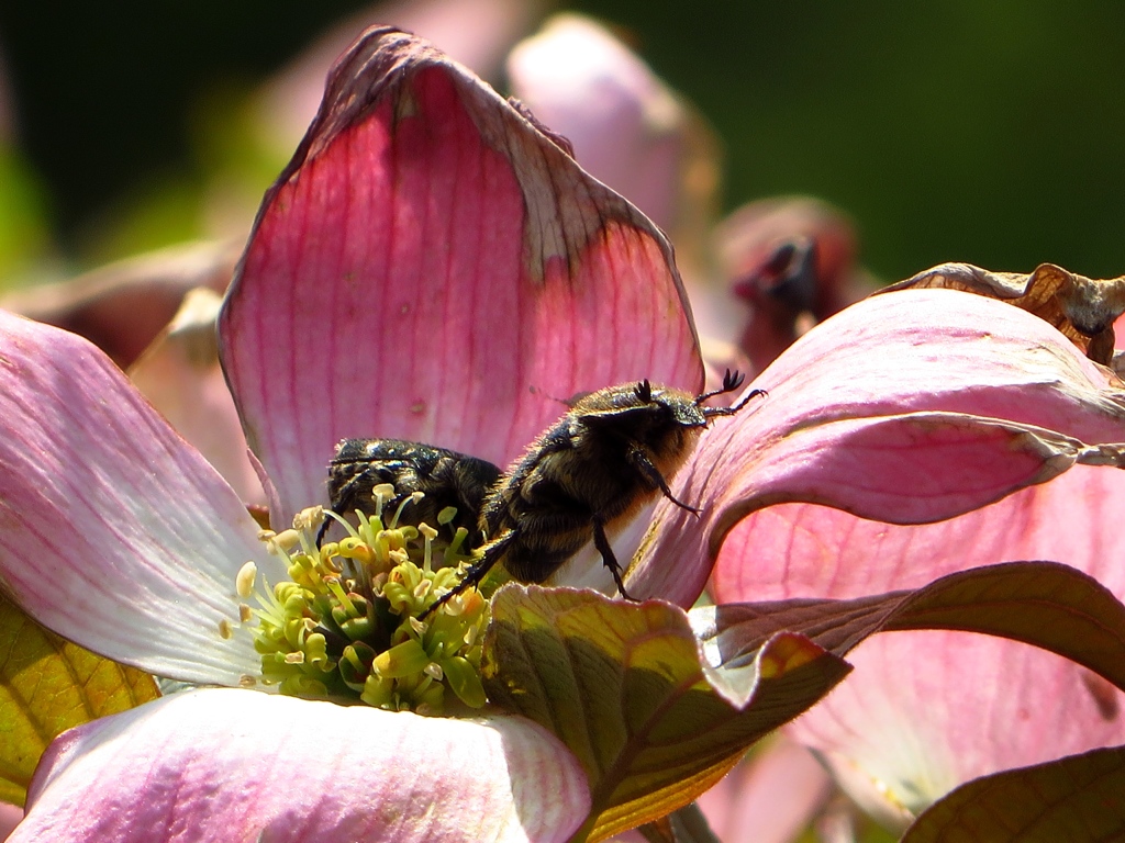 はなみずきとこがねむし