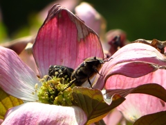 はなみずきとこがねむし