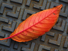 紅葉４
