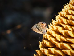 沖縄で見た花　ソテツ