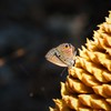 沖縄で見た花　ソテツ