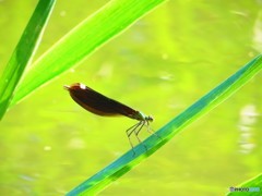 カワトンボ３
