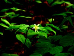 木漏れ日の中君は輝いていた