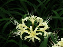 曼殊沙華