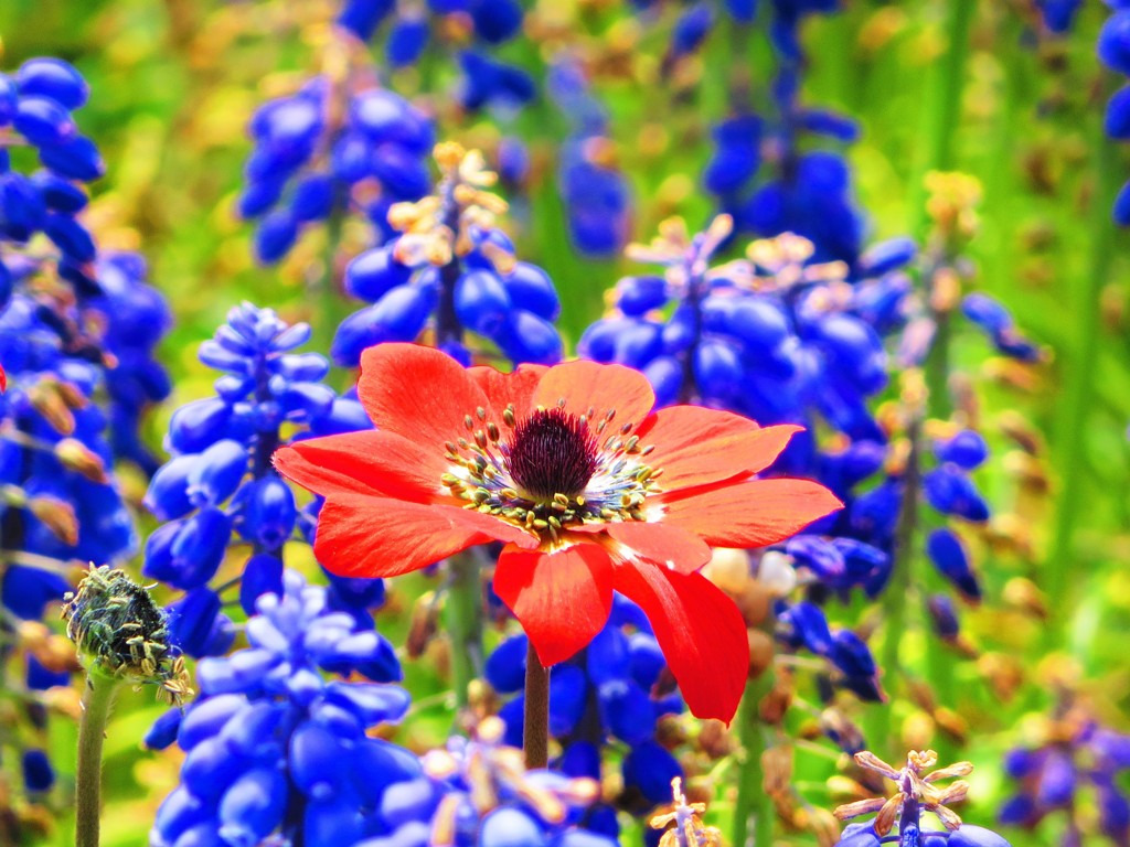 アネモネとムスカリ