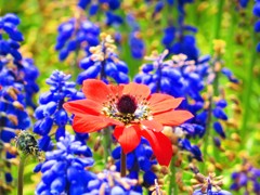 アネモネとムスカリ