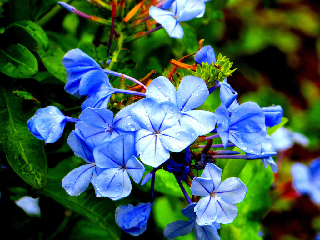 沖縄で見た花4