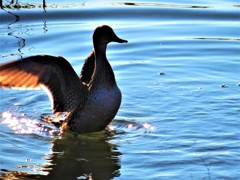 冬に出会った鳥達３