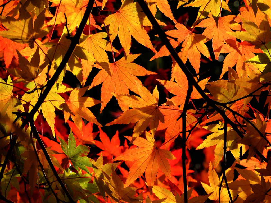 紅葉　いろはモミジ